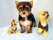 Adorable Female Teacup Yorkie Puppy for Adoption