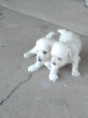 Cute Puppies For Sale! ****Poodles****