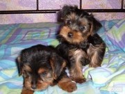 Adorable Yorkie Puppies For Sale