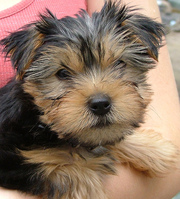 Home Raised Yorkie Puppy for  Adoption