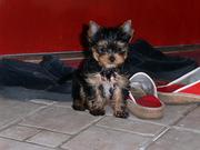 yorkie puppies available for good homes